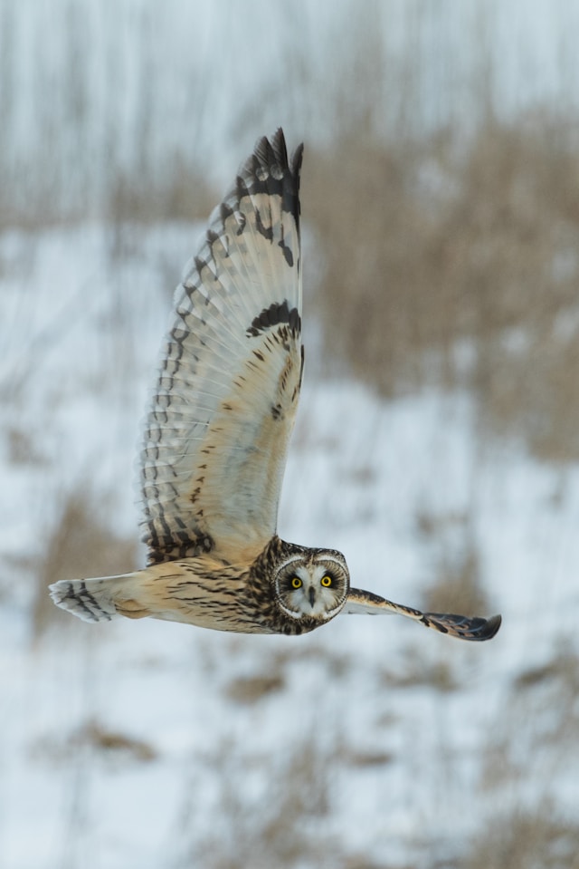 White Owl
