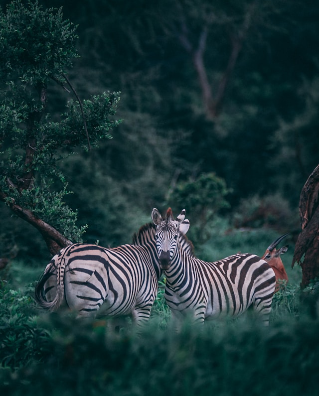 Zebras